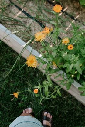 Whimsical orange and yellow calendula flowers in bloom Winnipeg, Manitoba, Canada R_MFBW2304231F-1174942-01