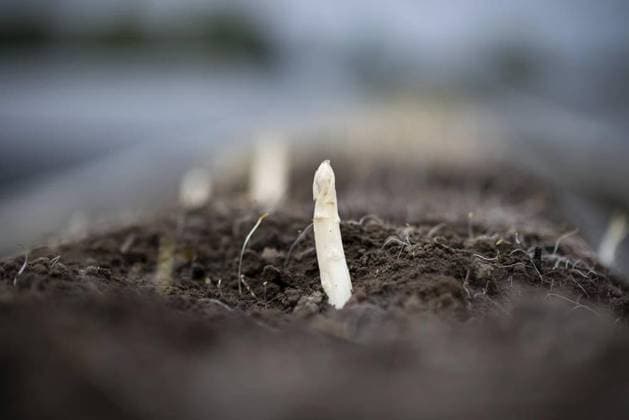 Reportage: Erntehelferin auf dem Spargelhof *** NUR FÜR REDAKTIONELLE ZWECKE *** EDITORIAL USE ONLY ***<p>Reportage: Als Erntehelferin auf dem Spargelhof Schulte-Scherlebeck in Herten. Deutschland NRW Herten Copyright: FabianxStrauch *** Reportage Harvest helper on the asparagus farm FOR EDITORIAL PURPOSES ONLY EDITORIAL USE ONLY p Reportage As harvest helper on the asparagus farm Schulte Scherlebeck in Herten Germany NRW Herten Copyright FabianxStrauch Copyright: FabianxStrauch doc7pwu1f3u8rmrvecthpv ,EDITORIAL USE ONLY