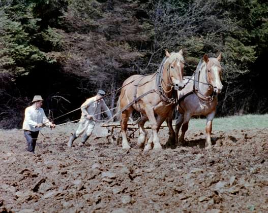 DDR-Zeit, zwei Bauern mit Kaltblutpferden als Zugtiere vor dem Pflug pfluegen einen Acker zur Feldbestellung um. Feldarbeit um 1960 *** GDR time, two farmers with cold-blooded horses as draft animals before the plow plow a field to the field cultivation around field work 1960