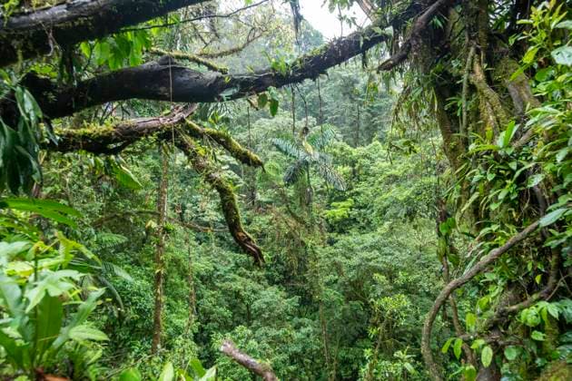  La Fortuna, Costa Rica, Mistico Hängebrücken Park. Der Park ermöglicht es Touristen, durch den Regenwald zu wandern, auch in den Baumwipfeln auf mehreren langen Hängebrücken, Mittelamerika *** La Fortuna, Costa Rica, mistico Suspension bridges Park the Park enabled it Tourists, through the Rainforest to hiking, also in the Treetops at several long Suspension bridges, Central America Copyright: imageBROKER/JimxWest ibljiw09185750.jpg