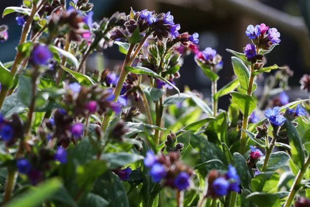 Natur 23.04.2023, Ostramondra, Lungenkraut (Pulmonaria officinalis) *** Nature 23 04 2023, Ostramondra, Lungwort Pulmonaria officinalis