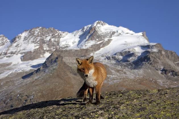 Rotfuchs (Vulpes vulpes) in den schneebedeckten Bergen der Alpen im Herbst, Nationalpark Gran Paradiso, Italien, Europa *** Rotfuchs Vulpes Vulpes in the snow-covered Bergen the Alps at Autumn, National Park Gran Paradiso, Italy, Europe Copyright: imageBROKER alimdix xArterra ibltsm09200931.jpg