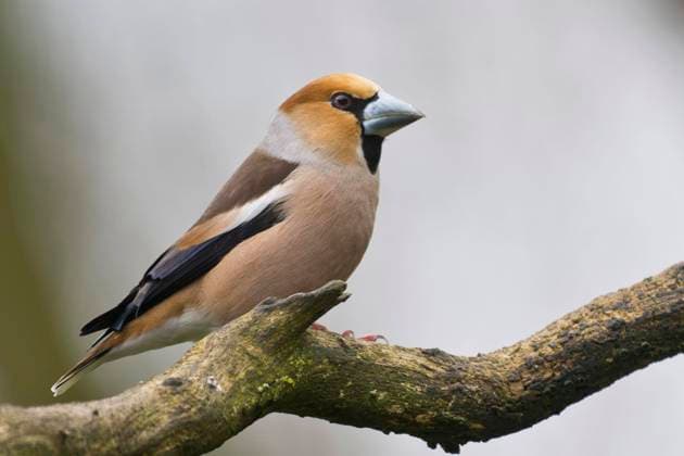  Kernbeisser (Coccothraustes coccothraustes), Emsland, Niedersachsen, Deutschland, Europa *** Kernbeisser coccothraustes coccothraustes , Emsland, Lower Saxony, Germany, Europe Copyright: imageBROKER/ErhardxNerger ibxenh09216898.jpg