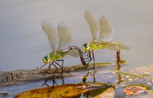 RECORD DATE NOT STATED Emperor dragonfly, Anax imperator, female dragonfly, laying eggs in water. Andalusia, Spain. *** Emperor dragonfly, Anax imperator, weiblich dragonfly, laying Eier ÊIn Wasser Andalusia, Spanien 2699357
