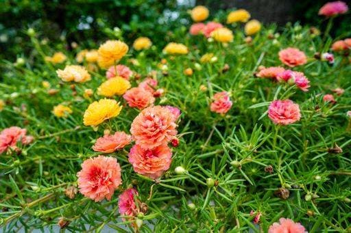 RECORD DATE NOT STATED A closeup shot of beautiful Portulaca grandiflora flowers growing in a garden *** einer closeupe erschossen des Schönes Portulaca grandiflora Blumen wachsend ÊIn einer Garten 2728053
