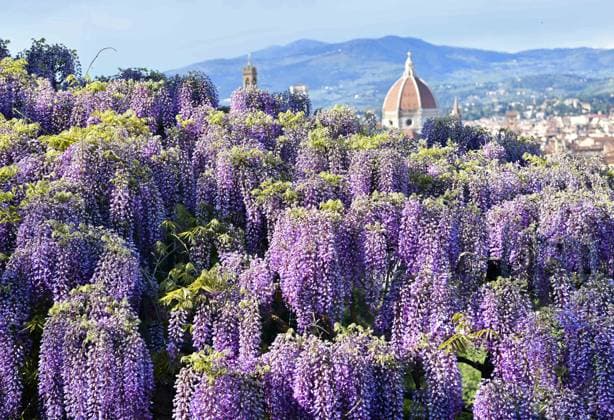 News Themen der Woche KW17 (230424) -- FLORENCE (ITALY), April 24, 2023 -- Photo taken on April 24, 2023 shows wisteria flowers at Villa Bardini in Florence, Italy. ) ITALY-FLORENCE-WISTERIA-BLOOM JinxMamengni 