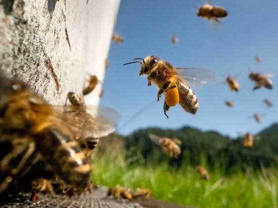 Entertainment Themen der Woche KW17 Entertainment Bilder des Tages April 25, 2023, Elkton, Oregon, USA: Honey bees return to their hive on a sunny and warm afternoon on a farm in southwestern Oregon. Elkton USA - ZUMAz03_ 20230425_znh_z03_002 Copyright: xRobinxLoznakx