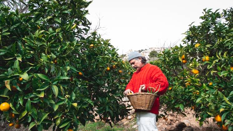 Creative Highlights Symbolbilder Farmer man harvesting oranges in an orange grove Tarragona, Catalonia, Spain CR_AULNOK230317-1154996-01 ,model released, Symbolfoto ,property released