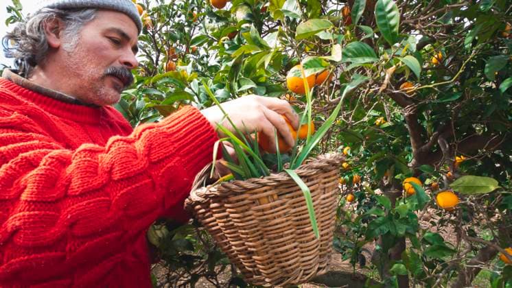 IMAGO Creative, Biodynamische Landwirtschaft farmer picking oranges with a wicker basket in an orange grove Tarragona, Catalonia, Spain CR_AULNOK230317-1154997-01 ,model released, Symbolfoto ,property released