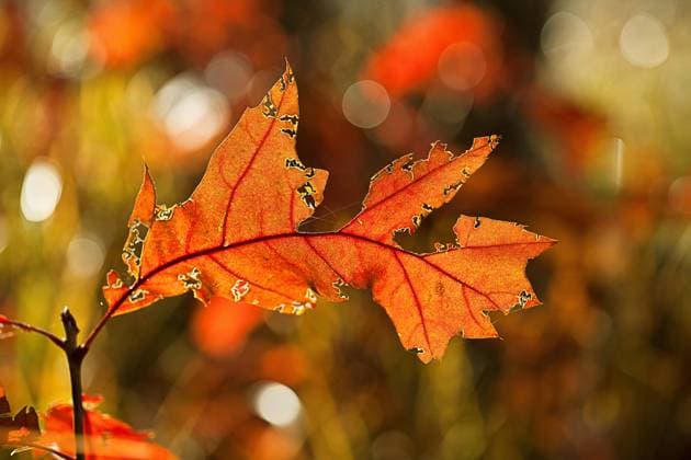 Rot-Eiche, Roteiche (Quercus rubra), Herbstblatt im Gegenlicht, Deutschland northern red oak (Quercus rubra), autumn leaf in backlight, Germany BLWS685522 *** Red Oak, Red oak Quercus Rubra , Autumn leaf at Backlight, Germany Northern Red Oak Quercus Rubra , Autumn Leaf in backlight, Germany BLWS685522 Copyright: xblickwinkel M.xWuchenauerx