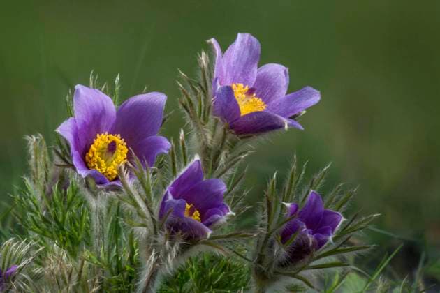  Küchenschellen (Pulsatilla vulgaris) Baden-Württemberg, Deutschland, Europa *** Kitchen clamps Pulsatilla vulgaris Bathing Württemberg, Germany, Europe Copyright: imageBROKER/HansxLang ibxhlu09218564.jpg