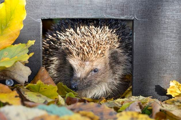 IMAGO Creative: Jahreszeit Herbst, Igel beziehen Winterquartier Europaeischer Igel, Westeuropaeischer Igel, Westigel, West-Igel, Braunbrustigel, Braunbrust-Igel (Erinaceus europaeus), Igel guckt aus seinem Igelhaus, Deutschland Western hedgehog, European hedgehog (Erinaceus europaeus), hedgehog looking out of a little house to sleep, Germany BLWS684925 *** european Hedgehogs, Western European Hedgehogs, Westigel, WEST Hedgehogs, Brown-breasted hedgehog, Brown breast Hedgehog Erinaceus europaeus , Hedgehog looks from his Hedgehog House, Germany Western hedgehog, European Hedgehog Erinaceus europaeus , Hedgehog Looking out of a Little House to sleep, Germany BLWS684925 Copyright: xblickwinkel F.xHeckerx