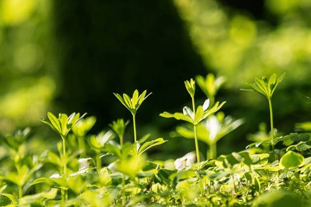Waldmeister, Duft-Labkraut, Duftlabkraut (Galium odoratum), am Waldboden, Blaetter in Seitenansicht, Deutschland sweet woodruff (Galium odoratum), on forest ground, lateral view, Germany BLWS685731 *** Woodruff, Fragrance Bedstraw, duftlabkraut Galium odoratum , on Forest floor, Blaetter in Side view, Germany Sweet Woodruff Galium odoratum , ON Forest ground, Lateral view, Germany BLWS685731 Copyright: xblickwinkel M.xWuchenauerx