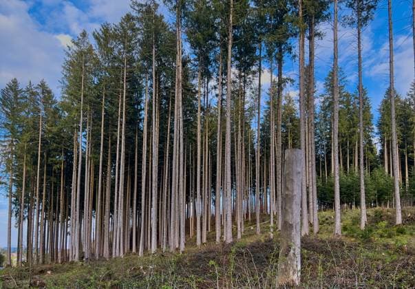 Forest die-off, intensive deforestation, forest damage due to drought and bark beetles on Apr 26, 2023 in Marktoberdorf, Germany.