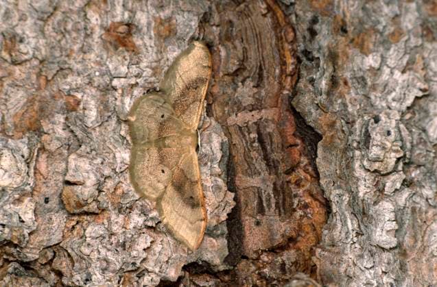 Creative Highlights World Veraenderlicher Magerrasen-Kleinspanner, Veraenderlicher Magerrasenkleinspanner (Idaea degeneraria), an Rinde, Aufsicht, Schweiz, Wallis Portland ribbon wave (Idaea degeneraria), at bark, dorsal view, Switzerland, Valais BLWS684964 *** Veraenderlicher Lean grassland Small Clamp, Veraenderlicher Lean Grass Miner idaea degeneraria , to Bark, Supervision, Switzerland, Wallis Portland Ribbon Wave idaea degeneraria , AT bark, dorsal view, Switzerland, Valais BLWS684964 Copyright: xblickwinkel G.xFischerx