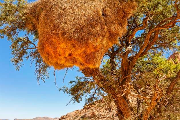 Webervögel (Ploceidae), Vogelnest, Namibia, Afrika *** Weaver birds Ploceidae , Birds nest, Namibia, Africa Copyright: imageBROKER/NorbertxAchtelik ibxnac05078118.jpg