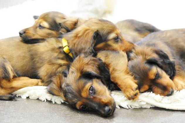 Tierhandel *** NUR FÜR REDAKTIONELLE ZWECKE *** EDITORIAL USE ONLY ***<p>Am 20.01.2012 beginnt das Zoofachgeschäft Zajac in Duisburg mit dem Verkauf von Hundewelpen. Bislang galt das ungeschriebene Gebot im Fachhandel, keine Welpen zum Kauf anzubieten. Gründe des Tierschutzes werden hierfür ins Feld geführt. Das Zoogeschäft Zajac bricht nun mit dieser Tradition. Im Bild: noch für wenige Minuten liegen Dackelwelpen in der Quarantänestation der Tierhandlung Zajac, gleich werden sie in die Verkaufsboxen gebracht. Deutschland NRW Duisburg Copyright: MATTHIASxGRABEN *** Animal trade *** ONLY FOR EDITORIAL PURPOSE *** EDITORIAL USE ONLY *** P on 20 01 2012 begins the Zoofachgeschäft Zajac in Duisburg with the Sale from Dog puppies so far Copyright: MATTHIASxGRABEN docnrwhugopicture44342027 EDITORIAL USE ONLY