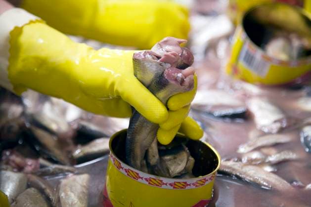 TYNDERÖ 20070628 Jars are packed with surströmming at Oskars surströmming factory in Tynderö TYNDERÖ Sweden frikop x200x  Copyright: xRALFxBERGMANx xTTx SURSTRÖMMING