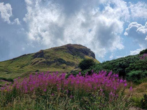 RECORD DATE NOT STATED Pink flowers on the ascent towards Arthurs seat *** Rosa Blumen am der Aufstieg towards Arthurs Sitz 3080761