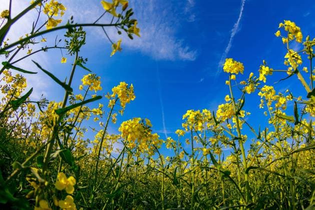 News Bilder des Tages DEU Deutschland Sachsen Marsdorf, 28.04.2023, Raps blüht in kräftigem Gelb auf einem Feld bei Marsdorf in der Nähe von Dresden. *** DEU Germany Saxony Marsdorf, 28 04 2023, rape blooms in bright yellow on a field near Marsdorf near Dresden AF_Marsdorf_69096.jpeg