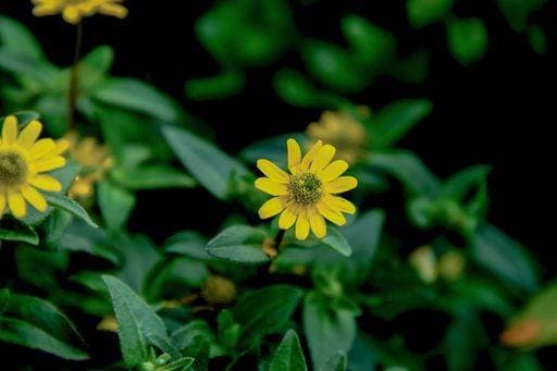 RECORD DATE NOT STATED A closeup of Mexican creeping zinnia flowers blooming in the garden *** einer closeupe des Mexikanische kriechend zinnia Blumen bluehend ÊIn der Garten 3090653