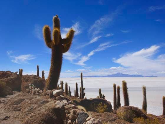 Creative Highlights World Kakteen auf einer Insel in der Salzwueste, Bolivien, Salar de Uyuni, Isla Inca Huasi cactusses on Isla Inca Huasi in the middle of the salt desert, Bolivia, Salar de Uyuni, Isla Inca Huasi BLWS685898 *** Cacti at a Island in the Salt marsh, Bolivia, Salar de Uyuni, Isla Inca Huasi cactusses ON Isla Inca Huasi in The Middle of The Salt desert, Bolivia, Salar de Uyuni, Isla Inca Huasi BLWS685898 Copyright: xblickwinkel E.xIliopouloux