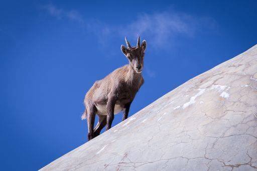 RECORD DATE NOT STATED Cute chamois walking on an old concrete monument in the mountains of France *** niedlich Gemse Spazierengehen am An&Verkauf Alte Beton Denkmal ÊIn der Gebirge des Frankreich 3104291