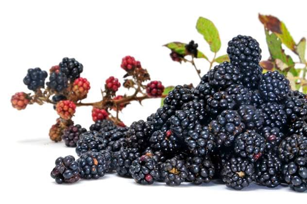 a pile of blackberries isolated on a white background Copyright: xJuanxMoyanox xDesignxPicsx , 30526119 Copyright: JuanxMoyanox xDesignxPics 30526119
