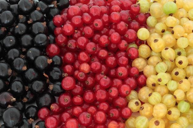 Black, red and white currant fruit forming a background. Copyright: xmarilynxbarbonex xDesignxPicsx , 30539372 Copyright: marilynxbarbonex xDesignxPics 30539372