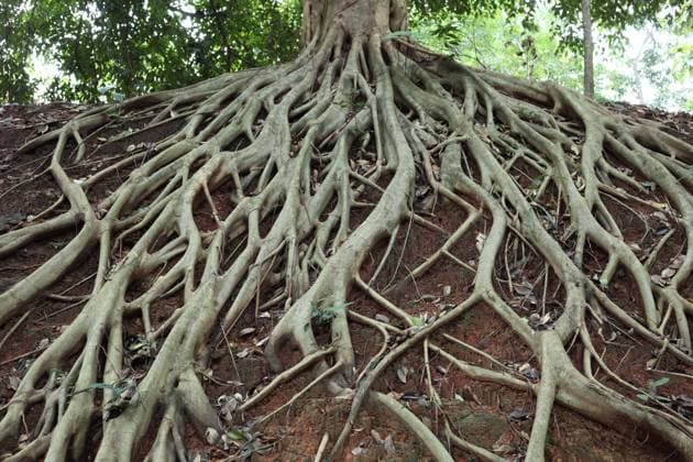 Amazing Chaos Tree Roots Copyright: xKeattikornxSamarnggoonx xDesignxPicsx , 30546828 Copyright: AndreyxSolominx xDesignxPics 30546828