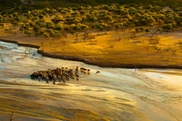 Creative Highlights World Cattle walking in river Beijing China Copyright: xLianxFeix bji01992642