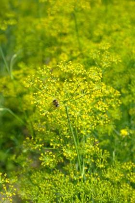 Blooming fennel in a garden - Anethum graveolens Copyright: xMarcinxMarfotx xDesignxPicsx , 30592255 Copyright: MarcinxMarfotx xDesignxPics 30592255