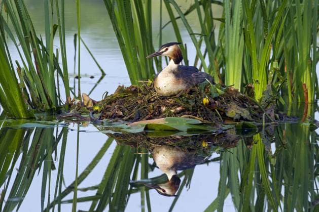  Haubentaucher (Podiceps cristatus) auf einem Nest zwischen Wasserpflanzen im See sitzend *** Great Crested Grebe podiceps cristatus at a Nest between Aquatic plants at Lake sitting Copyright: imageBROKER/alimdix/xArterra ibltsm09229291.jpg