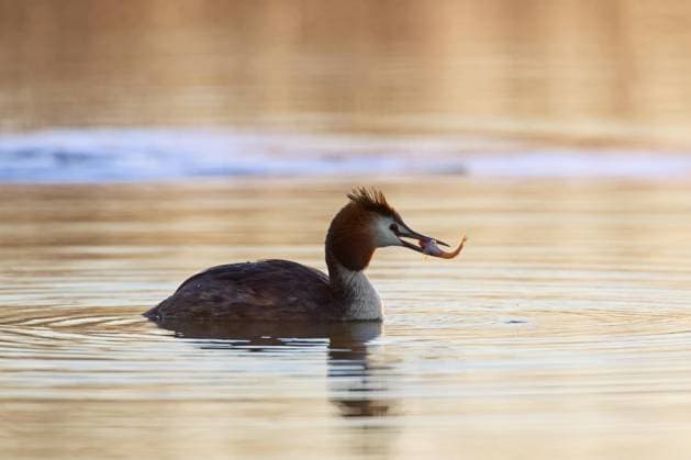 Creative Highlights World Haubentaucher (Podiceps cristatus) im Brutkleid, schwimmend im See, Teich mit gefangenem Fisch im Schnabel bei Sonnenaufgang im Frühling *** Great Crested Grebe podiceps cristatus at Brood dress, floating at Lake, Pond with captured Fish at Schnabel at Sunrise at Spring Copyright: imageBROKER/alimdix/xArterra ibltsm09229300.jpg