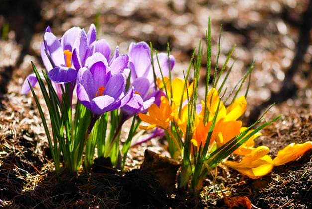 IMAGO Creative, Jahreszeit Frühling, Licht und Sonne Crocus flowers in the soil with leaves Copyright: xFilipxFuxax xDesignxPicsx , 30621745 Copyright: Elwynnx@CreStockx xDesignxPics 30621745
