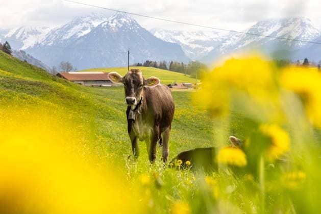 Entertainment Themen der Woche KW17 Entertainment Bilder des Tages Entertainment Bilder des Tages Löwenzahnblüte im Allgäu Zahlreiche Löwenzahnpflanzen blühen in der Landschaft bei Sonthofen im Oberallgäu und färben die Wiesen gelb. Eine Kuh der Rasse Braunvieh steht dabei auf der Weide., Sonthofen Deutschland *** Dandelion blossom in the Allgäu Numerous dandelion plants bloom in the landscape near Sonthofen in the Upper Allgäu and color the meadows yellow A cow of the breed Braunvieh stands in the pasture , Sonthofen Germany