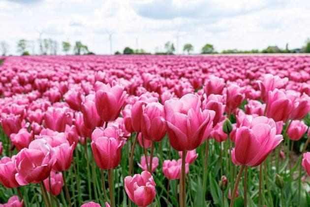 News Themen der Woche KW17 News Bilder des Tages Ein buntes Tulpenfeld bei Büttgen bietet im Frühling ein beliebtes Fotomotiv und zieht mehrere Besucher an. Das Feld mit den unterschiedlichen Sorten von Tulpen gehört zum Familienbetrieb Degenhardt welcher zu den größten Tulpenproduzenten Deutschlands zählt. 30.04.2023 Kaarst Büttgen NRW Deutschland *** A colorful tulip field near Büttgen offers a popular photo motif in spring and attracts several visitors The field with the different varieties of tulips belongs to the family business Degenhardt which is one of the largest tulip producers in Germany 30 04 2023 Kaarst Büttgen NRW Germany