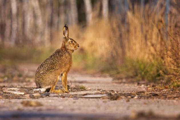 Feldhase (Lepus europaeus) laufend, frontal, Portrait, springend in Bewegung, Osterhase, Haken schlagend, Biosphärenreservat Mittelelbe, Sachsen-Anhalt, Deutschland, Europa *** European hare Lepus europaeus ongoing, frontal, Portrait, springend in Motion, Easter Bunny, Hook striking, Biosphere reserve Middle Elbe, Saxony Anhalt, Germany, Europe Copyright: imageBROKER ThomasxHinsche iblhin09231837.jpg