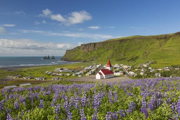  Vík Kirche im Dorf Vík í Mýrdal und blühende Lupinen im Sommer, Island, Europa *** Vík Church at Village Vík í Mýrdal and Flowering Lupines at Summer, Iceland, Europe Copyright: imageBROKER/alimdix/xArterra ibltsm09230296.jpg