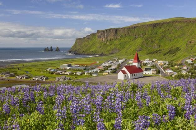  Vík Kirche im Dorf Vík í Mýrdal und blühende Lupinen im Sommer, Island, Europa *** Vík Church at Village Vík í Mýrdal and Flowering Lupines at Summer, Iceland, Europe Copyright: imageBROKER/alimdix/xArterra ibltsm09230297.jpg