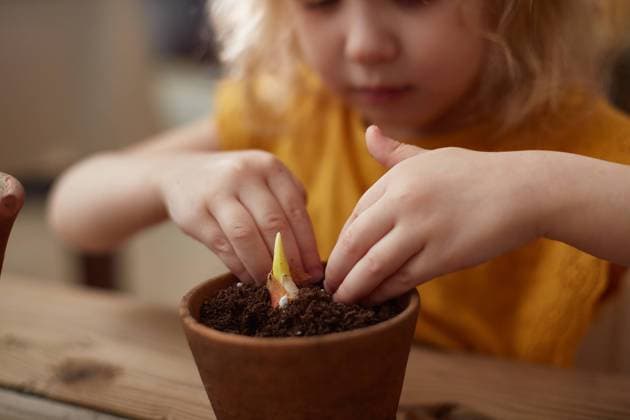 Planting a tulip bulb in a pot. Focus on the flower. Moscow, Moscow, Russia CR_UFKD230307-1148425-01 ,model released, Symbolfoto