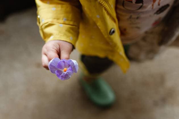 Creative Highlights Symbolbilder Child with purple spring flower in hand Cape Girardeau, Missouri, United States CR_WEKW2303066F-1147041-01 ,model released, Symbolfoto