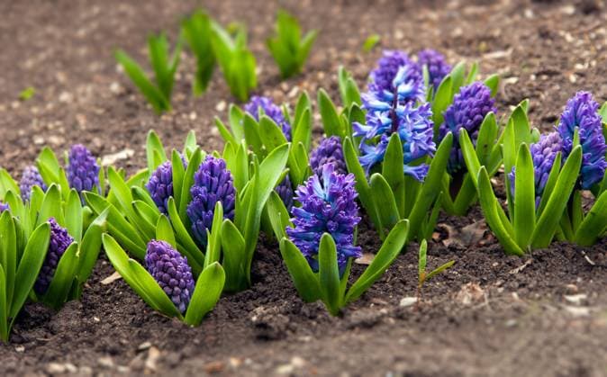Blue Hyacinth in a garden in Donetsk, Ukraine. Copyright: xOlegxMilyutinx xDesignxPicsx , 30651000 Copyright: OlegxMilyutinx xDesignxPics 30651000