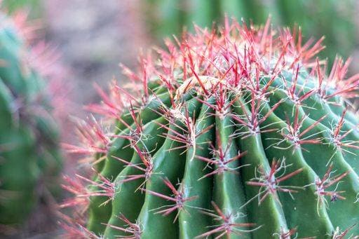 RECORD DATE NOT STATED A close up of sharp cactus in Desert Botanical Garden in Phoenix, Arizona *** einer schließen Aufwärts des scharf Kaktus ÊIn Wüste botanischen Garten ÊIn Phoenix, Arizonas 3238834