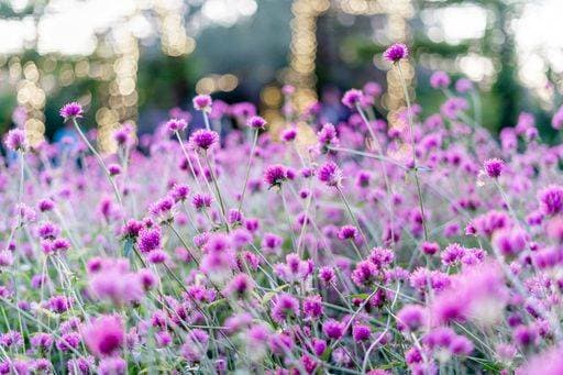 RECORD DATE NOT STATED A meadow of purple globe amaranth flowers in Desert Botanical Garden in Phoenix, Arizona *** einer Wiese des lila Globus Amarant Blumen ÊIn Wüste botanischen Garten ÊIn Phoenix, Arizonas 3238865