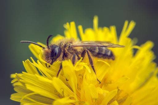 A closeup shot of a bee collecting pollen from the yellow dandelion *** einer closeupe erschossen des einer Biene sammelnd Blütenstaub von der Gelb Löwenzahn 3292551