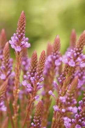 RECORD DATE NOT STATED Colorful natural closeup of a purple flowering blue vervain, Verbena hastata in the garden *** farbenfroh natürliche closeupe des einer lila Blühende Blau vervain, Verbena hastata ÊIn der Garten 19359890