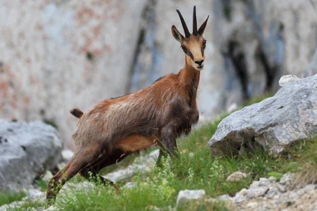 chamois (Rupicapra Carpatica) who goes on a mountain Copyright: xstelianxporojnicux xDesignxPicsx , 30679740 Copyright: DanyloxSamiylenkox xDesignxPics 30679740