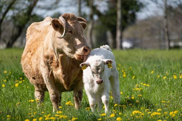 Mutterliebe. Eine Kuh kuemmert sich liebevoll um ihr Kalb. In Aachen am 30. April 2023. GERMANY - AACHEN - COW