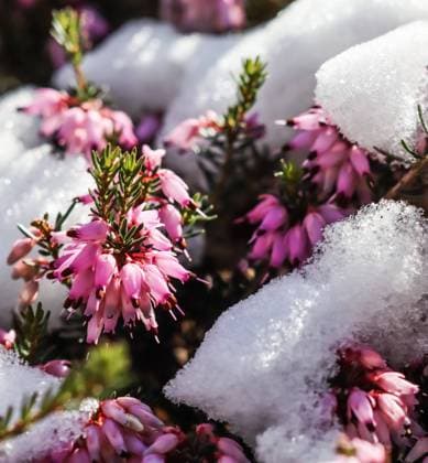 Blooming pink Erica carnea flowers (Winter Heath) and snow in the garden in early spring. Floral background Blooming pink Erica carnea flowers (Winter Heath) and snow in the garden in early spring. Floral background, botanical concept Copyright: xZoonar.com VolhaxHalkouskayax 17397746